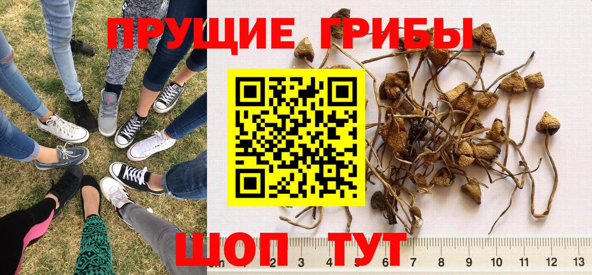 Псилоцибиновые грибы Psilocybe  Псилоцибиновые грибы ЛСД  Вход с VPN  Лабинск 